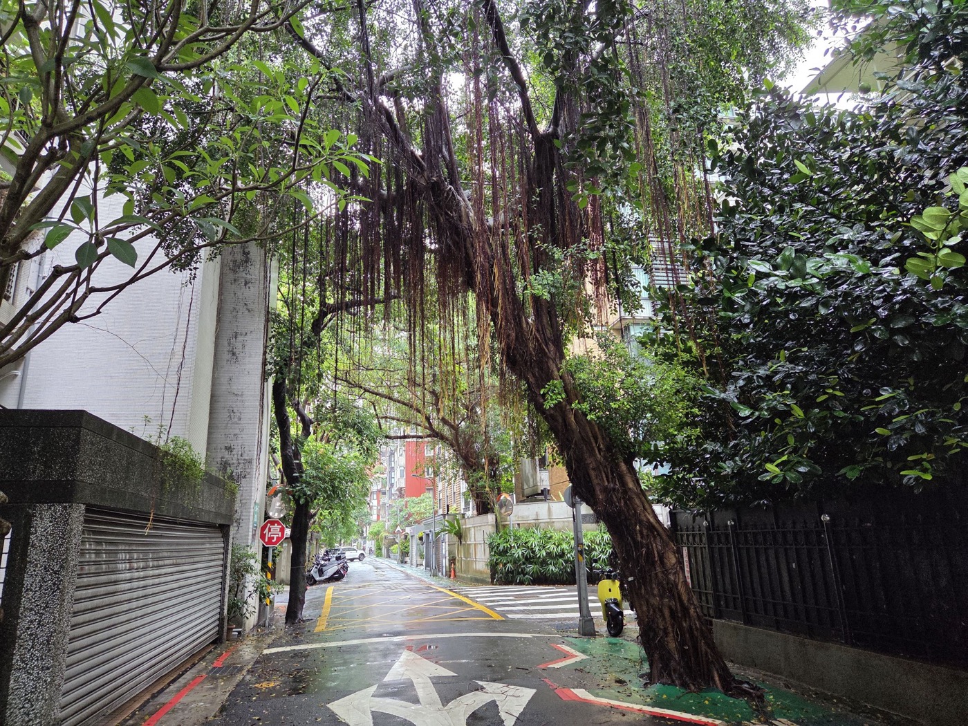 榕樹氣根特寫