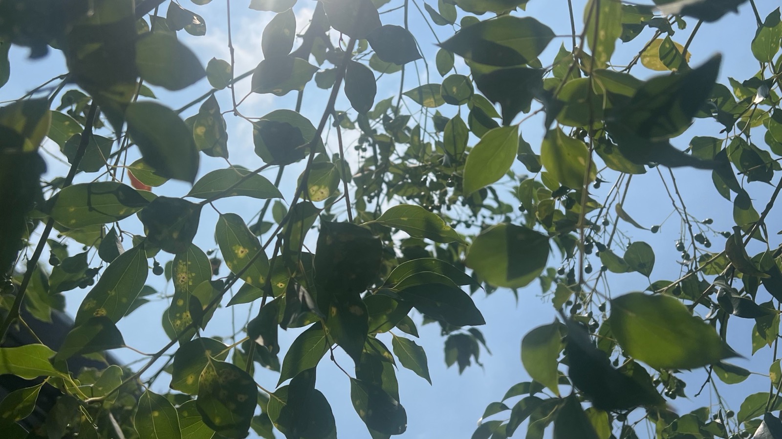 樟樹葉片逆光特寫，陽光穿過葉脈