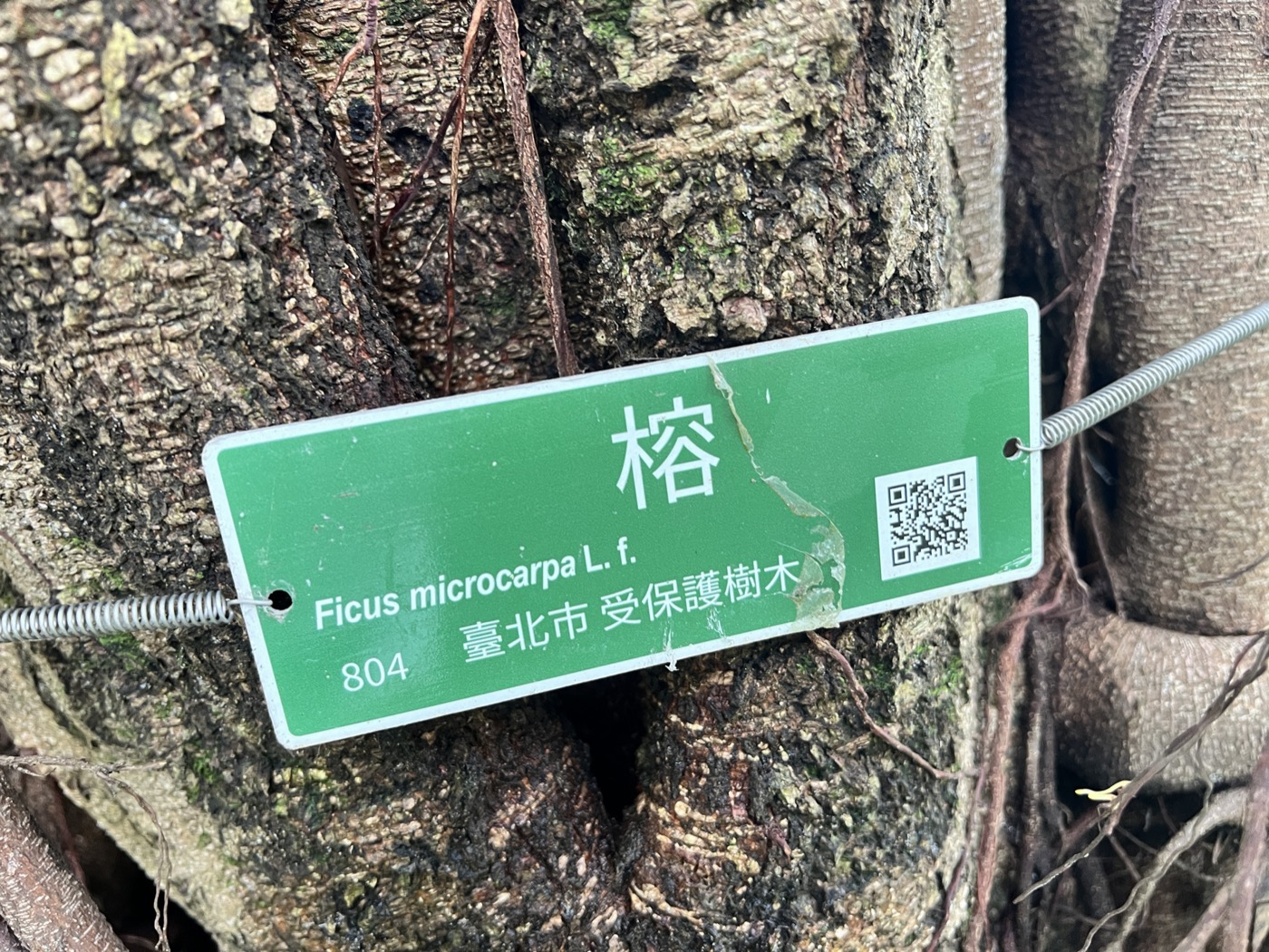 受保護樹木橢圓標牌特寫