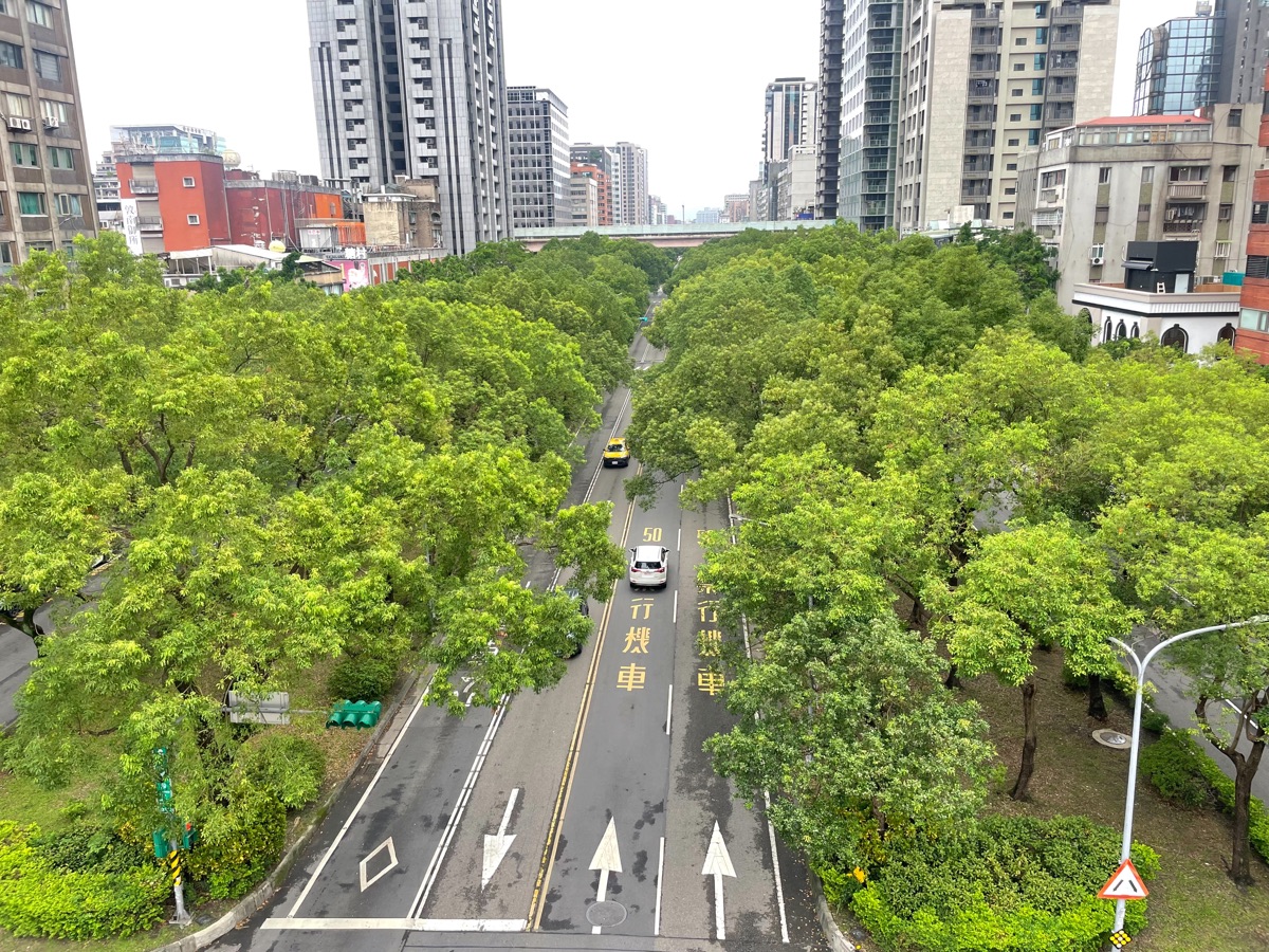 台北市整排行道樹街景